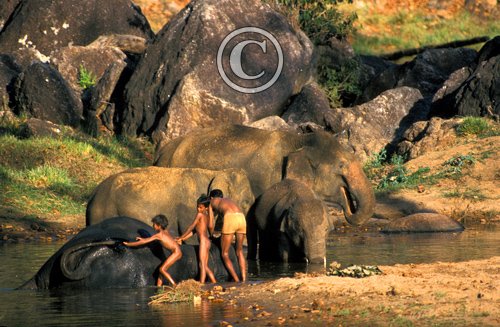 Boys Washing Indian Elephants DM0234